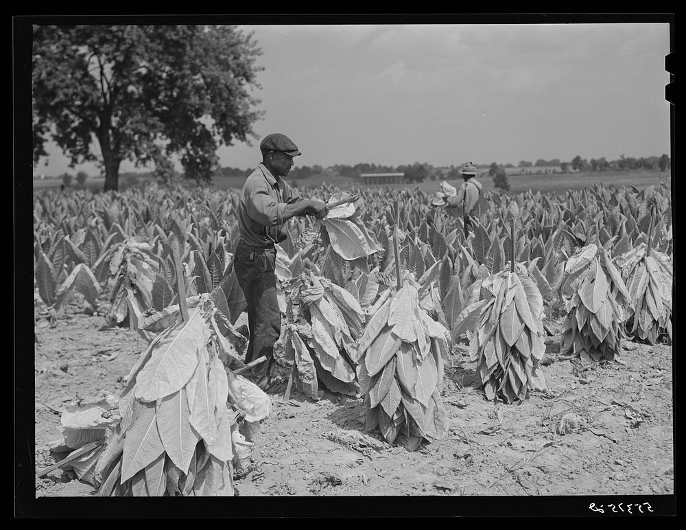 Cutting burley tobacco and putting it on sticks to wilt before taking it into curing and drying barn. Russell Spear's farm…