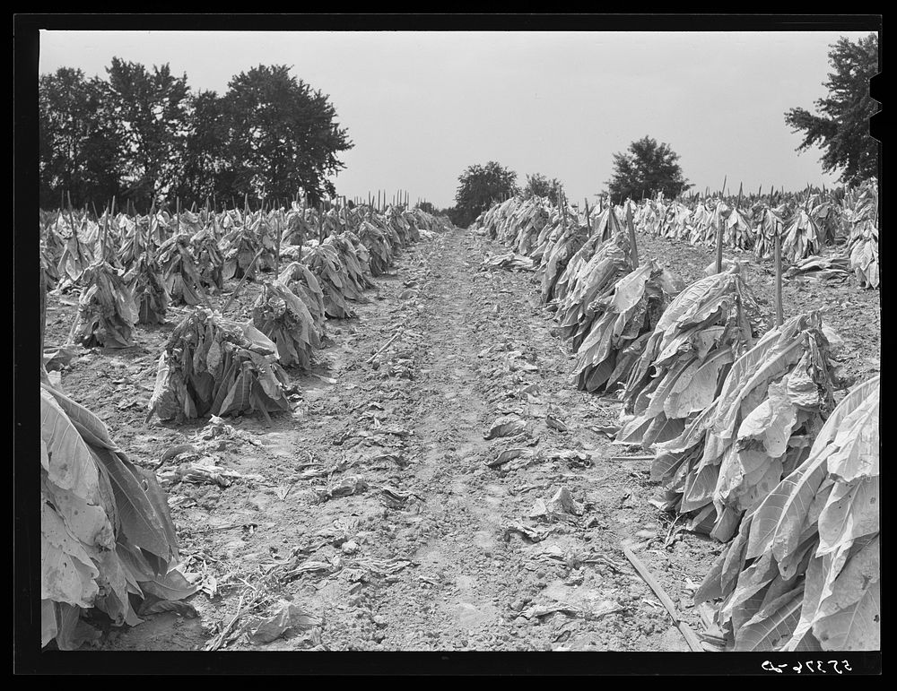 Burley tobacco is placed on sticks to wilt after cutting before it is taken into barn for drying and curing. Russell Spear's…