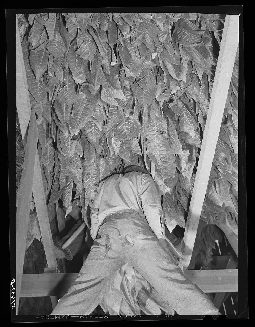 Hanging burley tobacco in the barn to dry and cure. On Russell Spear's farm near Lexington, Kentucky. Sourced from the…