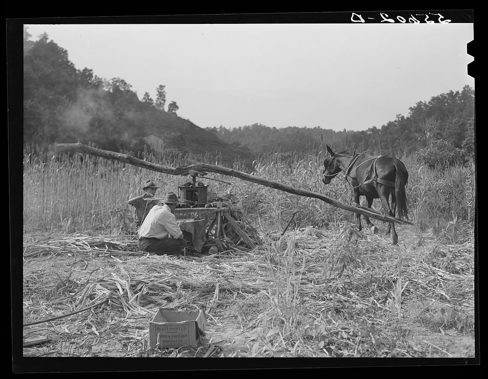 Ginning the sorghum cane to make syrup. On the road between Jackson and Campton, Kentucky. Sourced from the Library of…