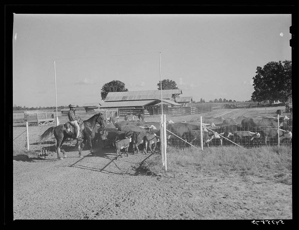Hereford cattle on the Hopson cotton plantation. Clarksdale, Mississippi Delta, Mississippi. Sourced from the Library of…