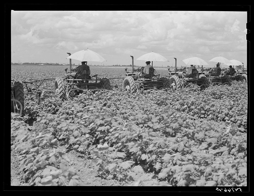 [Untitled photo, possibly related to: Tractors have taken the place of the mule and the plow on Hopson Plantation where day…