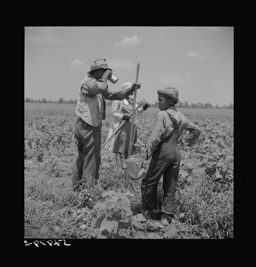 Day labor now is used almost exclusively on Hopson Plantation, displacing the old tenants on the place. Cotton choppers are…