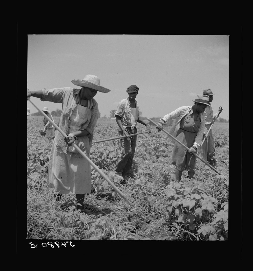 Day labor now is used almost exclusively on Hopson Plantation, displacing the old tenants on the place. Cotton choppers are…