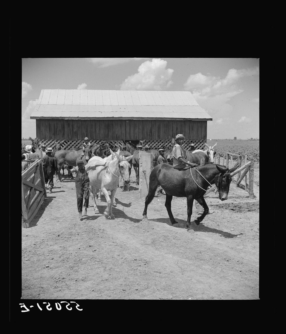 After the noon hour in the plantation yard, the mules, tractors and cultivators are taken out to finish the day's work. King…