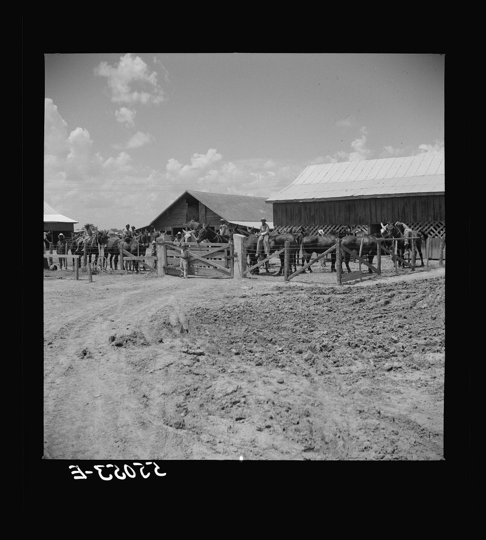 After the noon hour in the plantation yard, the mules, tractors and cultivators are taken out to finish the day's work. King…