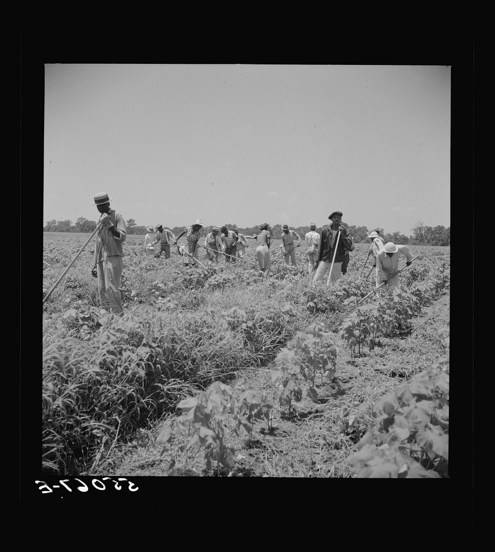 [Untitled photo, possibly related to: Day labor is used almost exclusively on Hopson plantation, displacing the old tenants…
