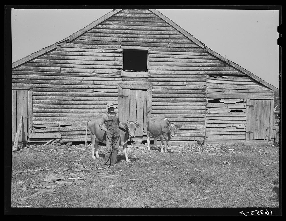 [Untitled photo, possibly related to: FSA (Farm Security Administration) borrower with a bull calf purchased with a FSA…