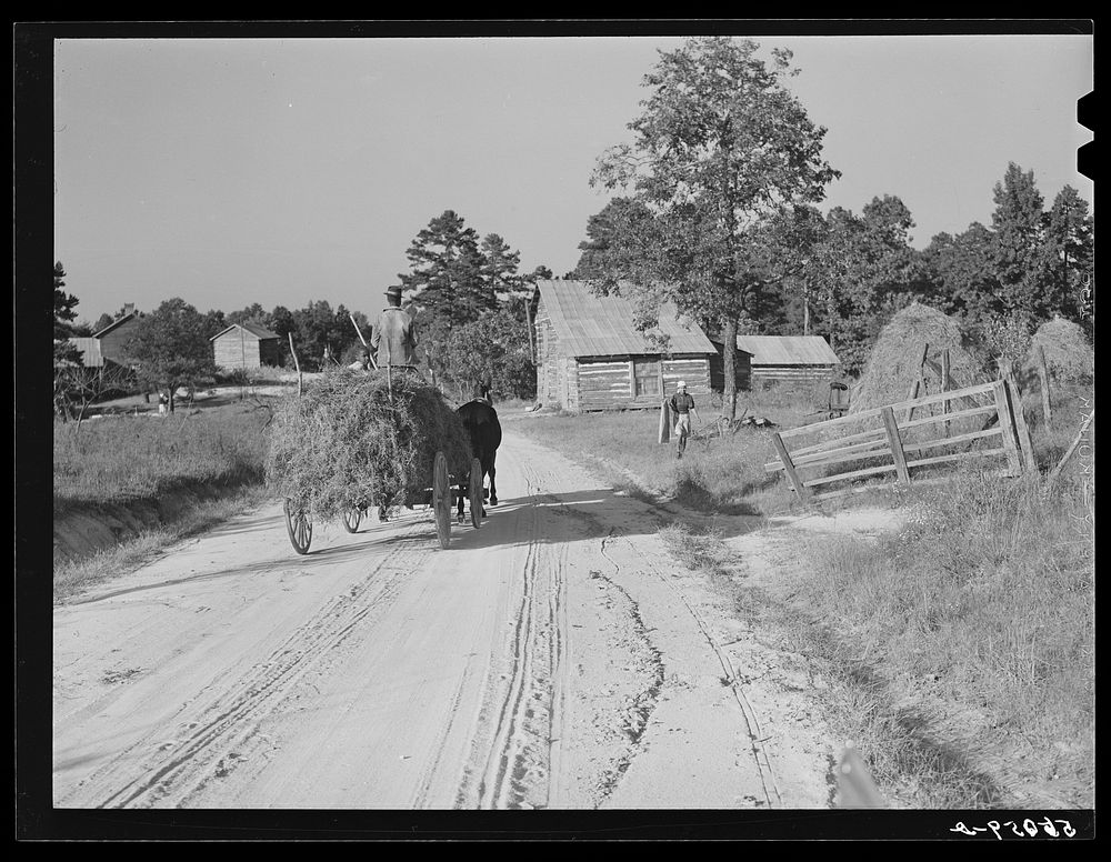 Colored tenant taking in load of lespedeza hay. Caswell County, North Carolina. Sourced from the Library of Congress.