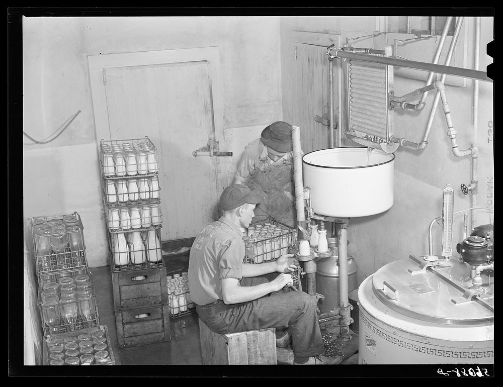Pasteurizing and bottling milk in the Caswell dairy, owned and operated by E.O. Foster, FSA (Farm Security Administration)…