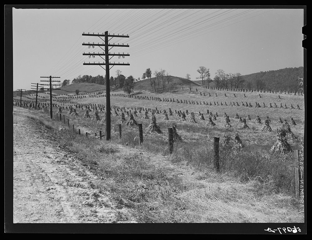 [Untitled photo, possibly related to: Cornshocks along highway near Wytheville, Virginia]. Sourced from the Library of…