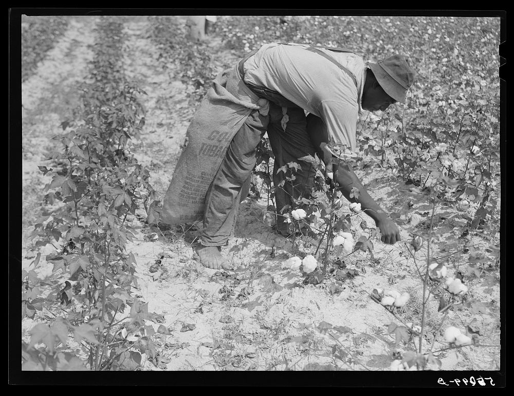 Tenants picking cotton on Highway 15, about seven miles south of Chapel Hill. Chatham County, North Carolina. Sourced from…