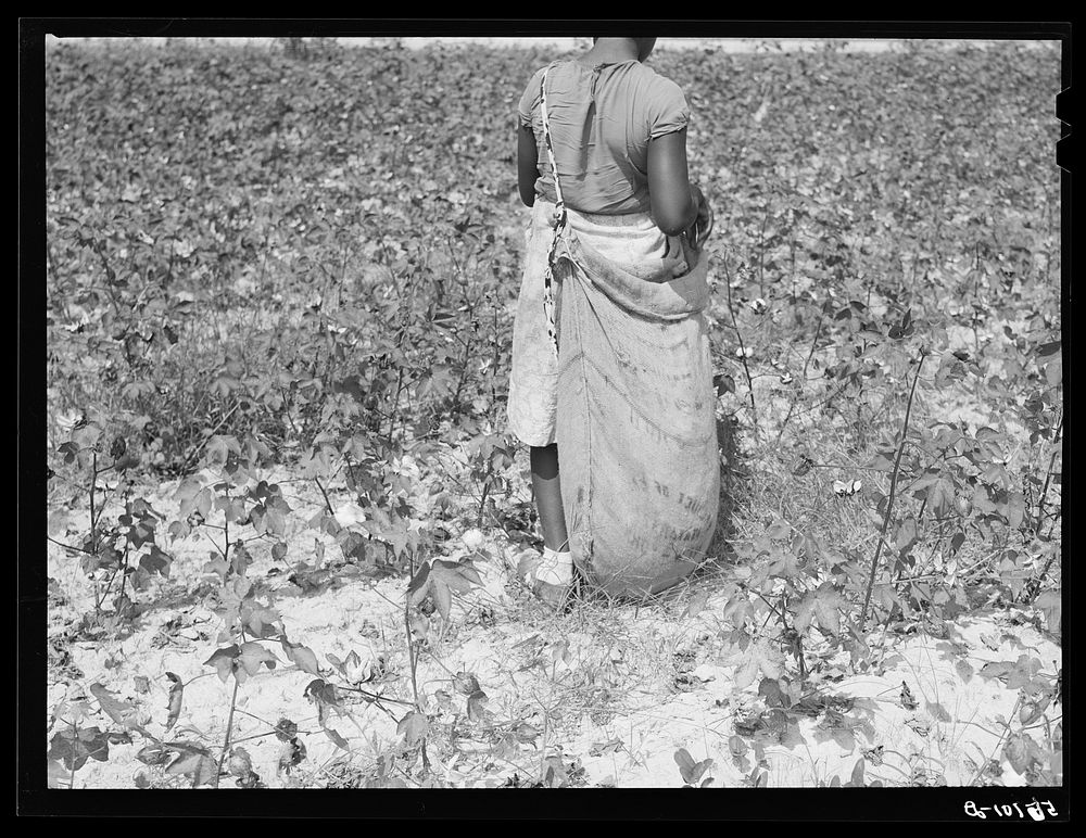 [Untitled photo, possibly related to: Tenants picking cotton on Highway 15, about seven miles south of Chapel Hill. Chatham…