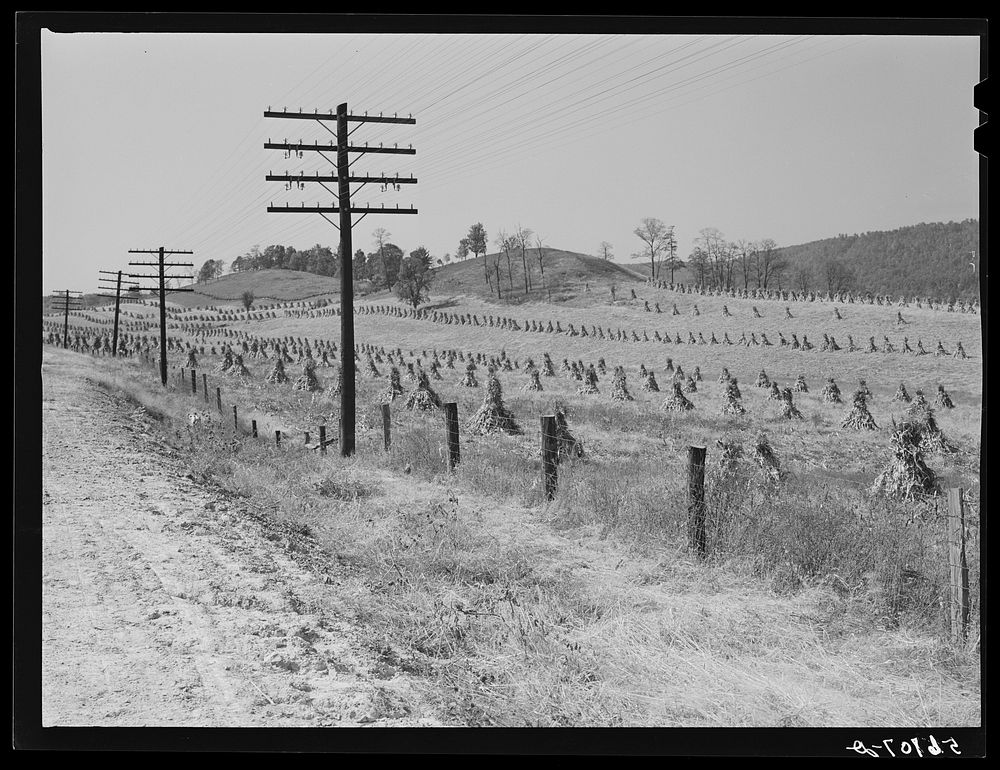 Cornshocks along highway near Wytheville, Virginia. Sourced from the Library of Congress.