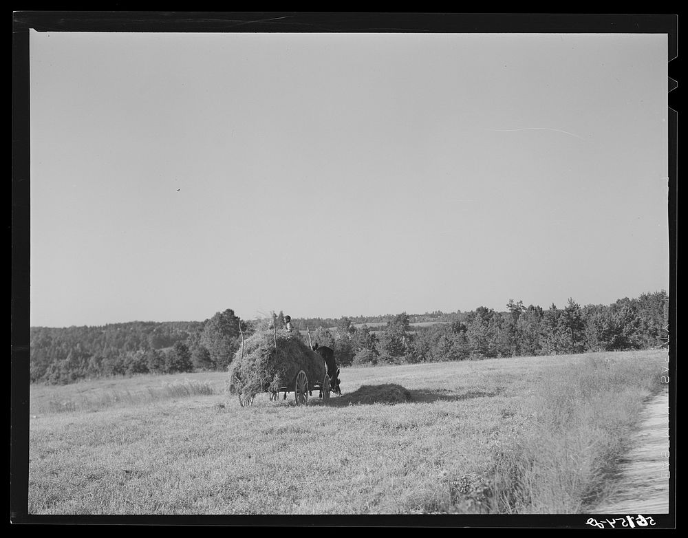 [Untitled photo, possibly related to: Loading lespedeza hay in Caswell County, North Carolina]. Sourced from the Library of…