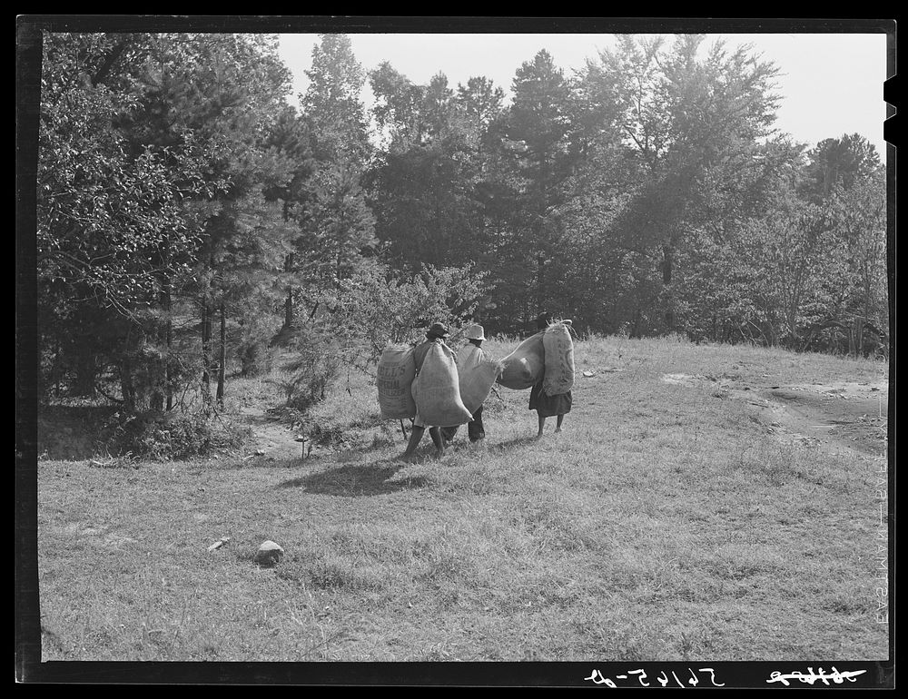 Colored tenants taking home grass out along road by highway department for hay. Caswell County, North Carolina. Sourced from…