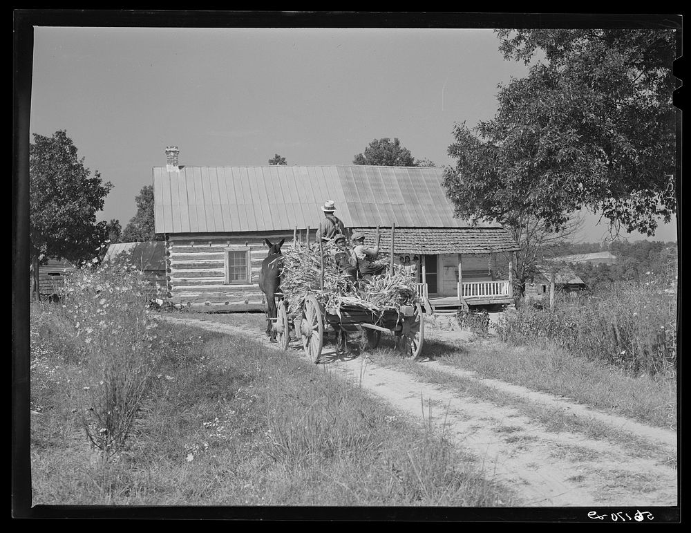 Family of FSA (Farm Security Administration) borrower bringing in wagon load of corn stalks for fodder. Caswell County…