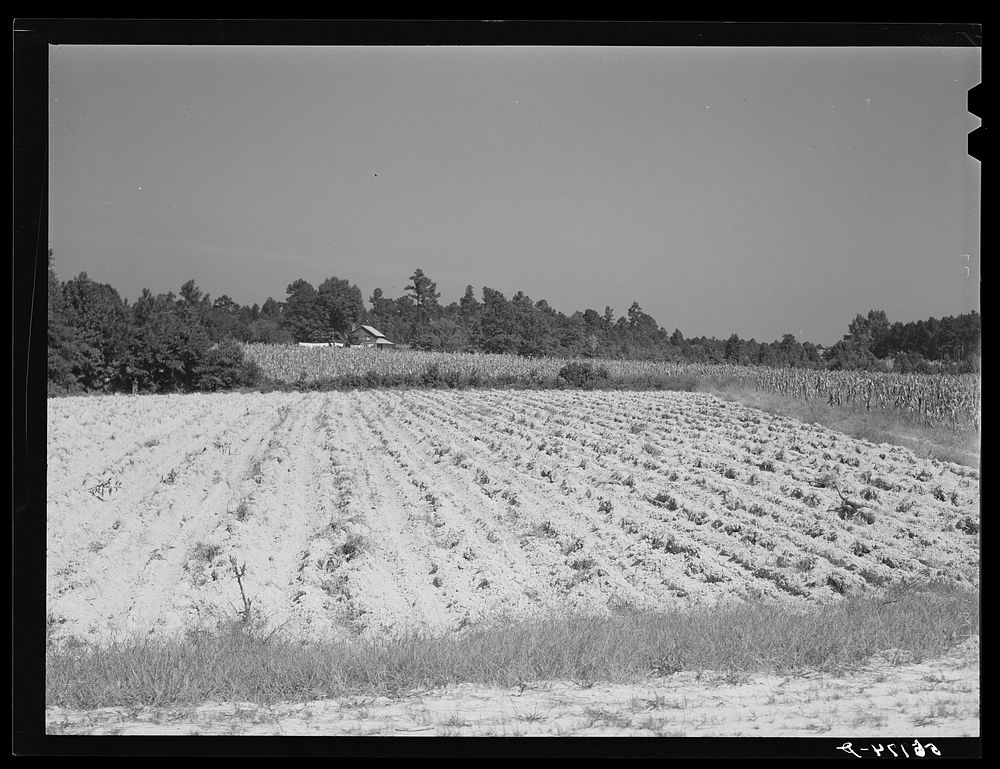 Farm landscape with freshly plowed up tobacco field east of Pittsboro. Highway 64. Chatham County, North Carolina. Sourced…