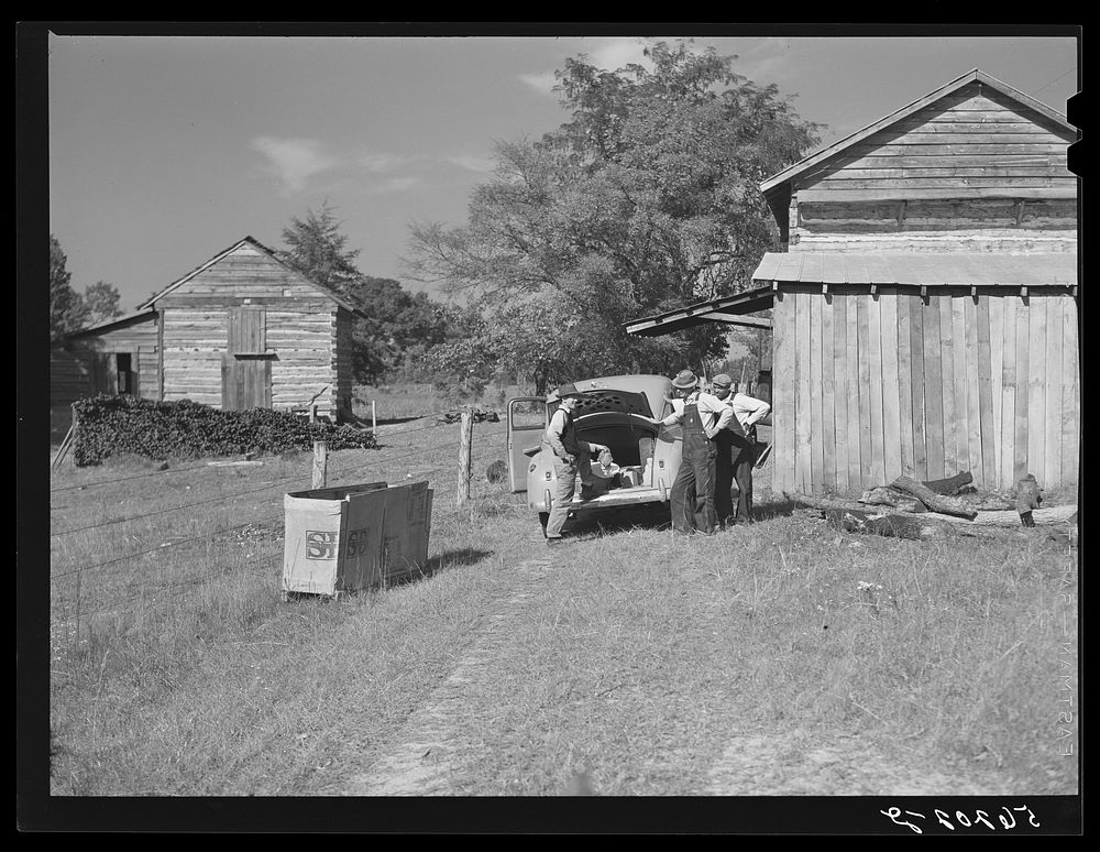 During the tobacco marketing season peddlers drive around to the tobacco barns and strip houses through the county to sell…
