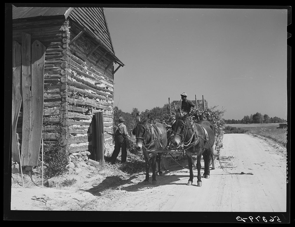 [Untitled photo, possibly related to: Storing corn stalks in tobacco barn for winter fodder for the stock on farm. Corbett…
