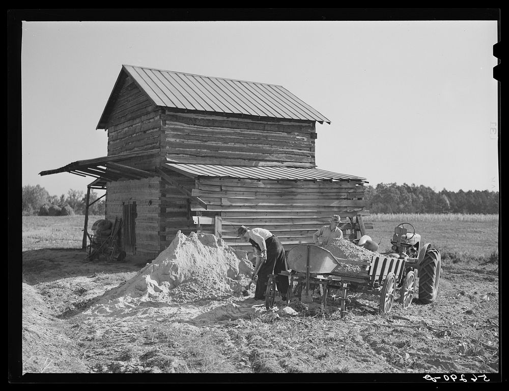 Spreading lime to increase productivity of soil before planting winter wheat on Emery M. Hooper's tobacco farm in Corbett…