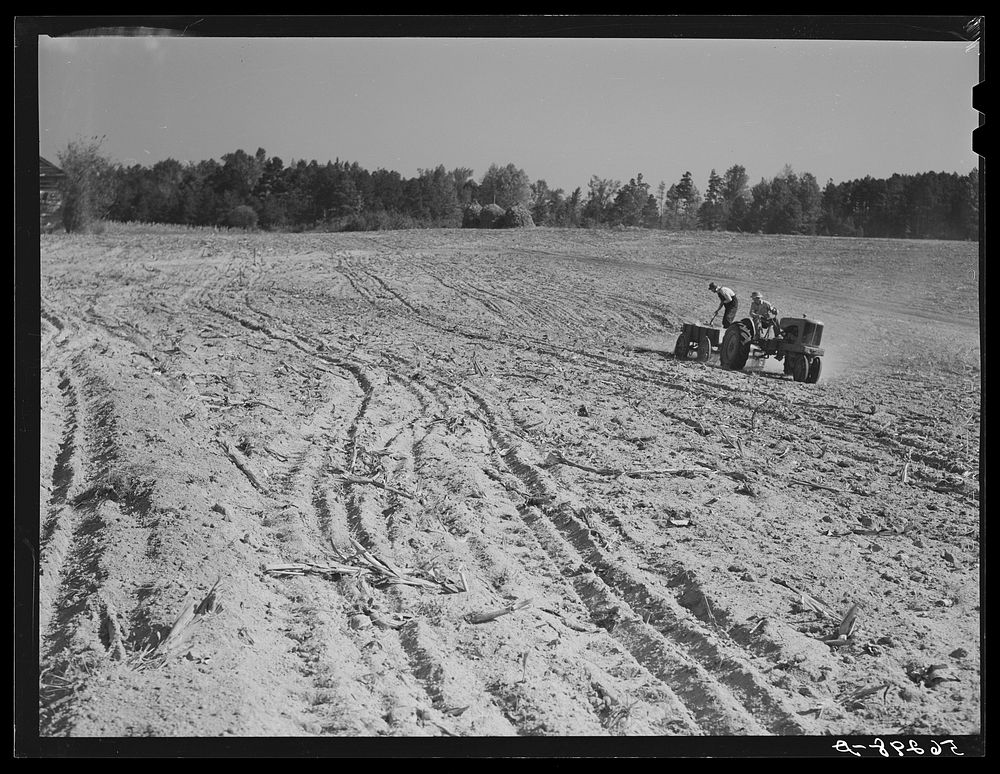 [Untitled photo, possibly related to: Spreading lime to increase productivity of soil, before planting winter wheat on Emery…