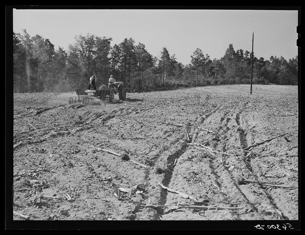 [Untitled photo, possibly related to: Spreading lime to increase productivity of soil, before planting winter wheat on Emery…