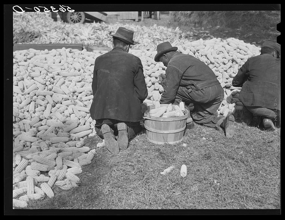 Putting the corn in the crib to store for winter feed after shucking on Hooper Farm near Hightowers and Prospect Hill.…