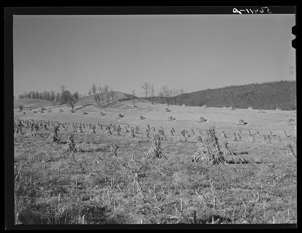 Corn shocks in field along highway near Wytheville, Virginia. Sourced from the Library of Congress.