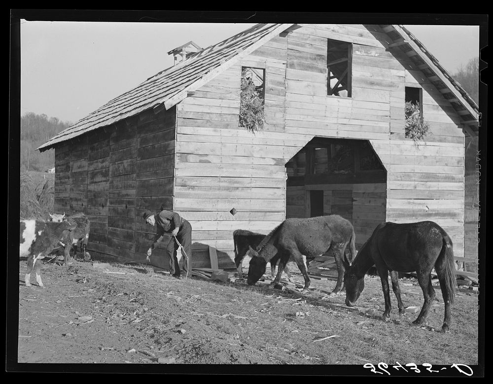 [Untitled photo, possibly related to: Josh Calahan's new barn and some of his livestock. Southern Appalachian Project near…