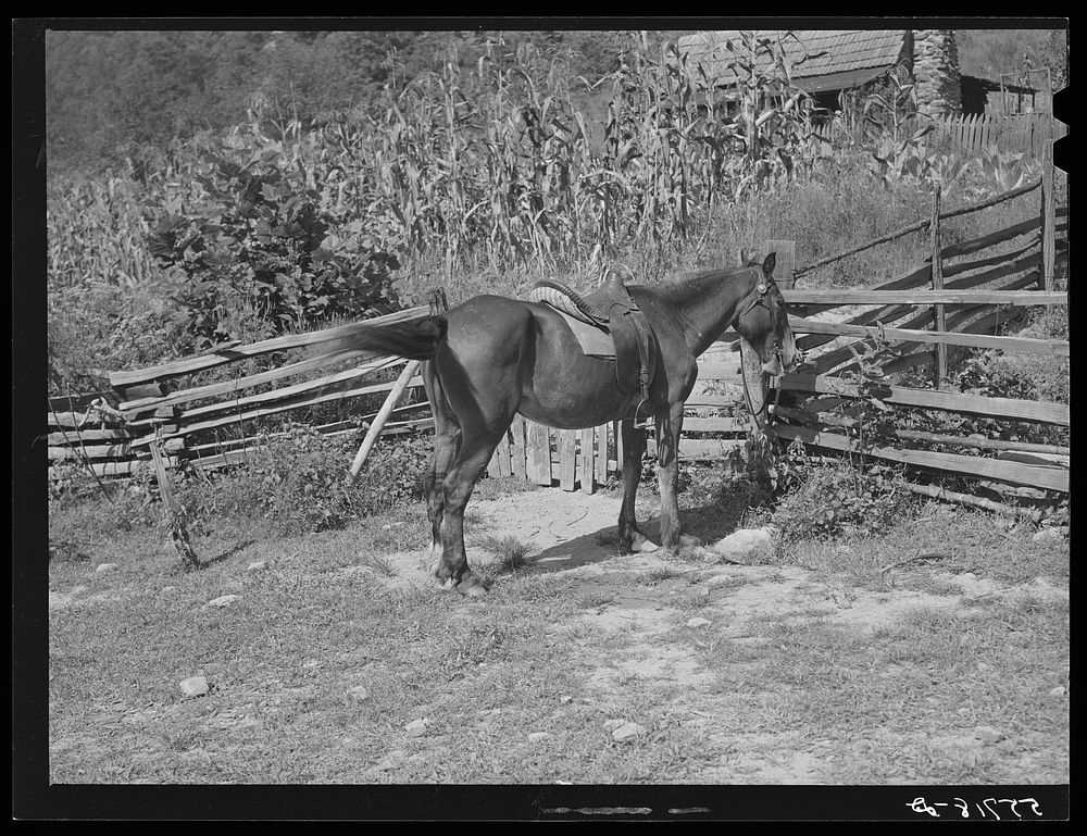Horse tied at gate of mountain farmyard. Breathitt County, Kentucky. Sourced from the Library of Congress.