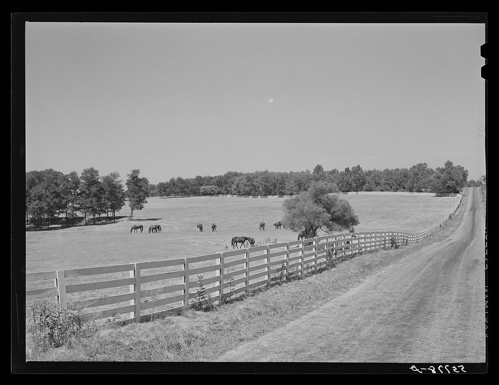 Walnut Hall, horse breeding farm Free Photo rawpixel