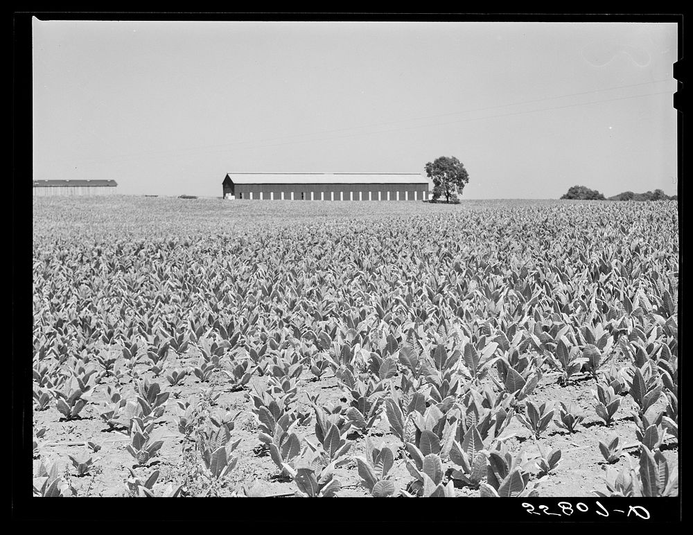 Burley tobacco, unusually small and poor crop because of drought. Tobacco farm near Lexington, Kentucky. Sourced from the…