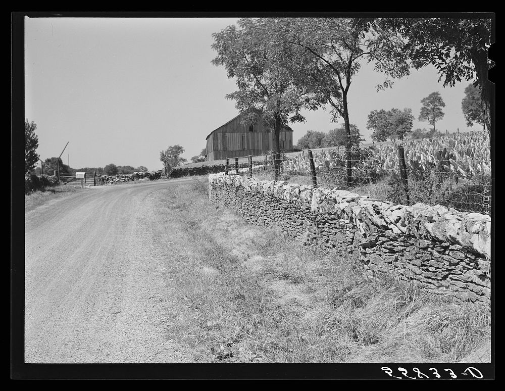 Old stone wall with tobacco and tobacco barn in bluegrass region near Lexington, Kentucky. Sourced from the Library of…