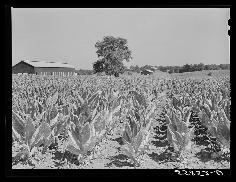 Burley tobacco, usually small and poor crop because of severe drought. Tobacco barn in background on very large farm of Penn…