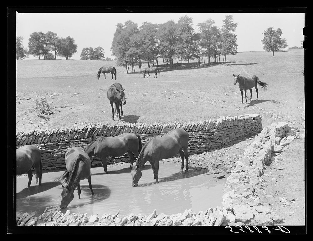 [Untitled photo, possibly related to: Walnut Hall, horse breeding farm in bluegrass region near Lexington, Kentucky].…