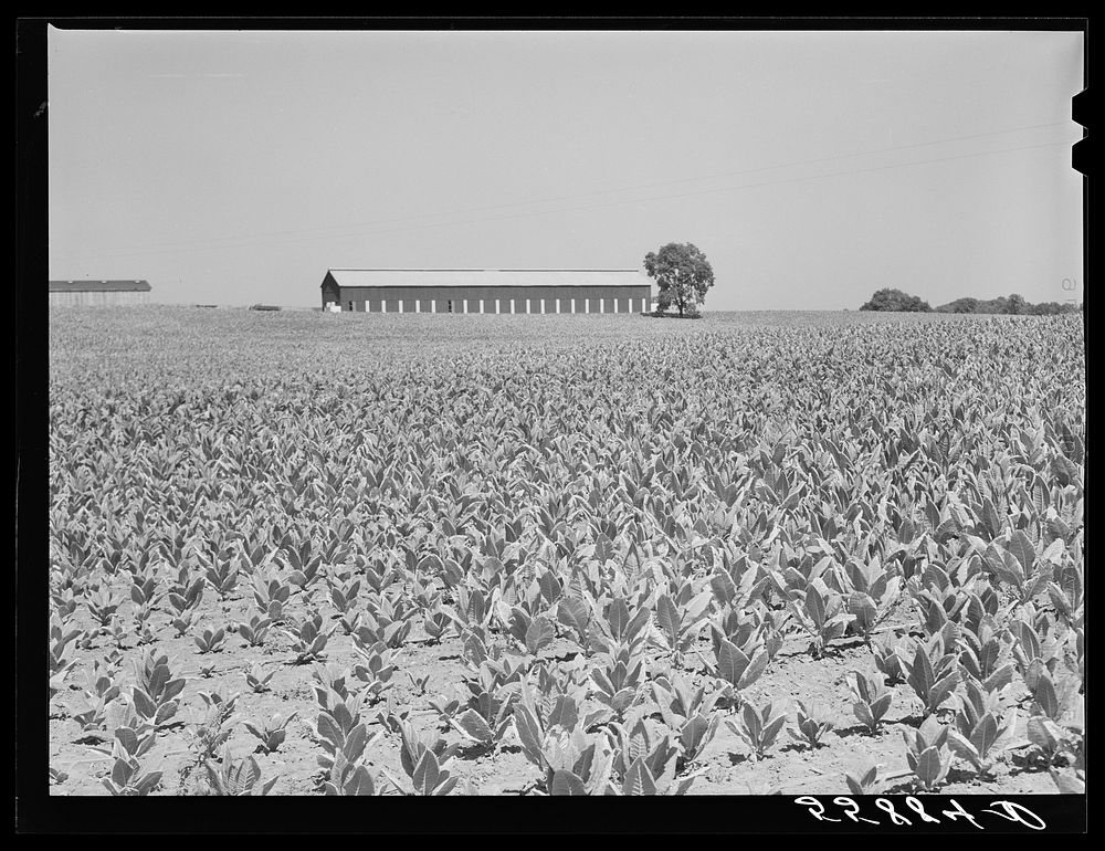 Burley tobacco, unusually small and poor crop because of severe drought. Tobacco barn in background on very large farm of…