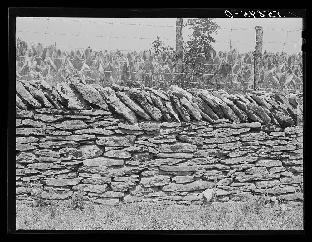 Old stone fence with tobacco in background. Near Lexington, Kentucky. Sourced from the Library of Congress.