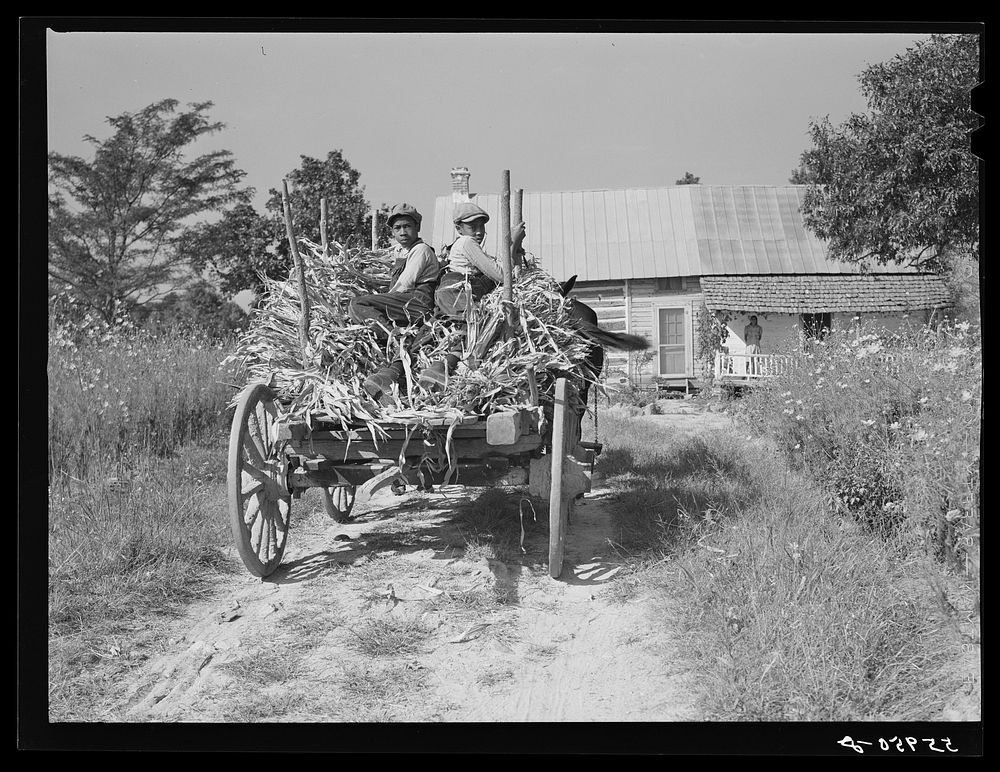 [Untitled photo, possibly related to: Family of FSA (Farm Security Administration) borrower bringing in wagon load of corn…