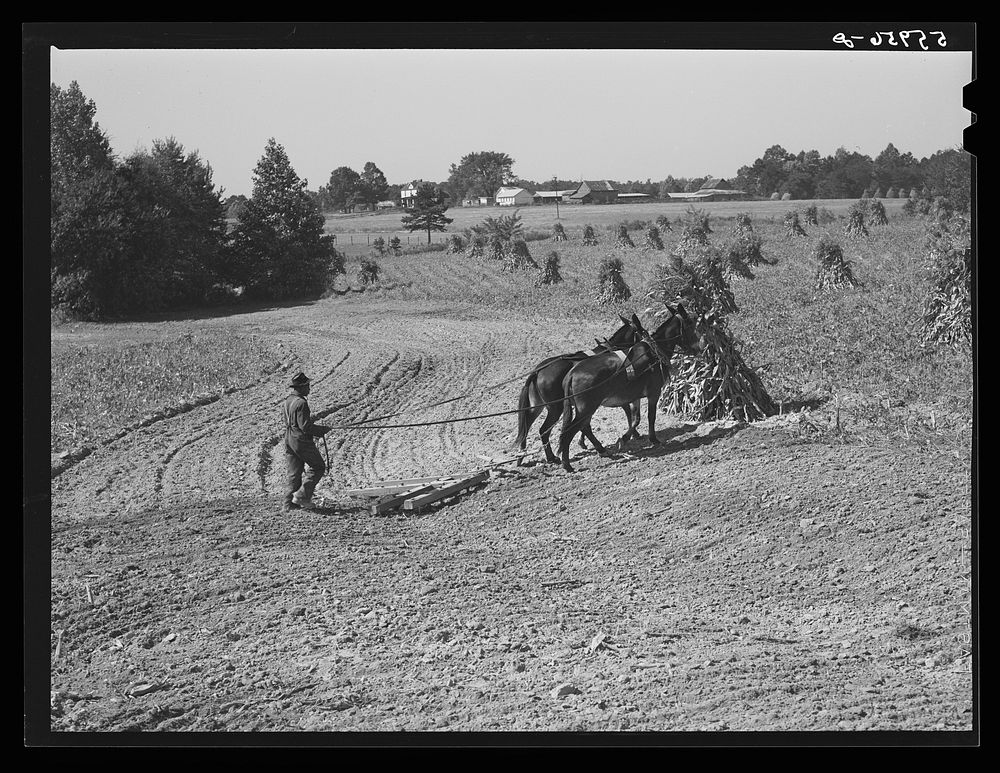 [Untitled photo, possibly related to: CCC (Civilian Conservation Corps) boys seeding and preparing a meadow strip for…