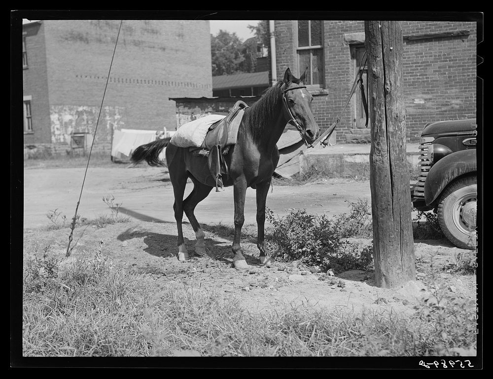 Mountain horse with sack of beans on his saddle. Jackson, Kentucky. Sourced from the Library of Congress.