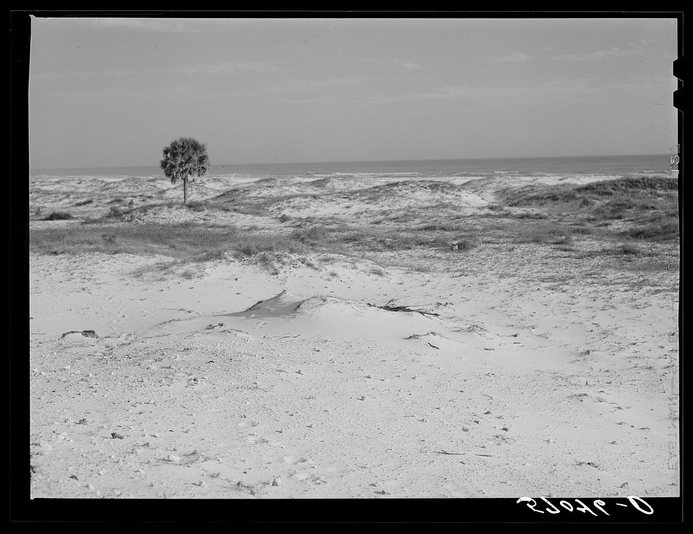 Sand dunes along gulf off highway near Pensacola, Florida. Sourced from the Library of Congress.
