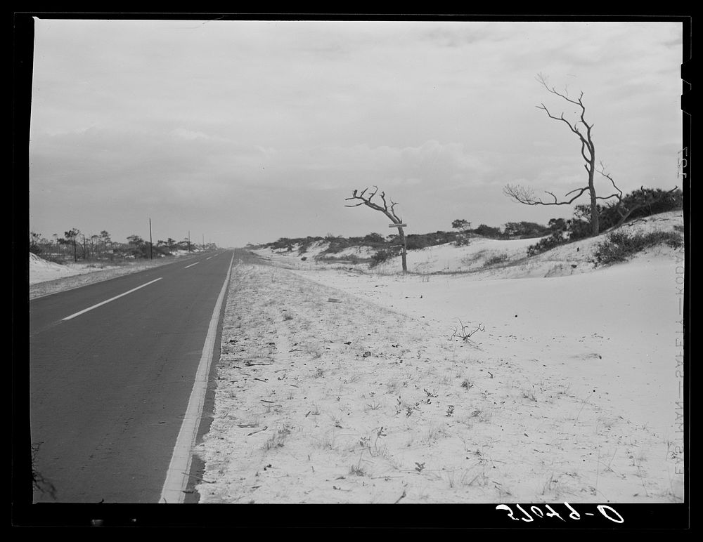 Character of the land along the gulf. Near Pensacola, Florida. Sourced from the Library of Congress.