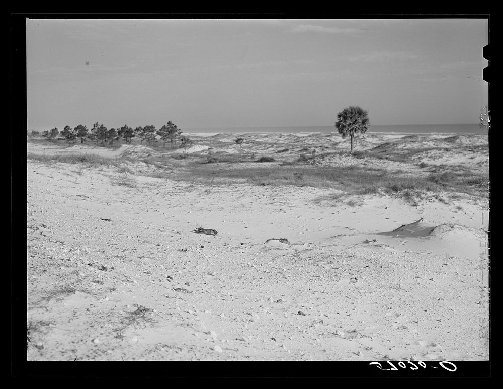 [Untitled photo, possibly related to: Sand dunes along gulf off highway near Pensacola, Florida]. Sourced from the Library…