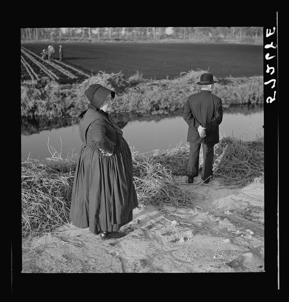 Amish farmers from Pennsylvania observing farming methods near Sarasota, Florida. Sourced from the Library of Congress.
