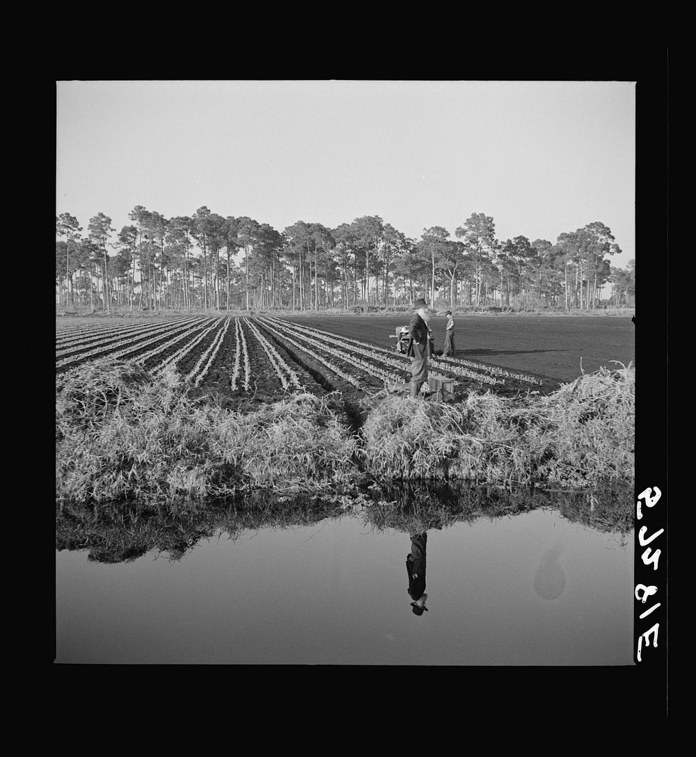 [Untitled photo, possibly related to: Cultivating celery near Sarasota, Florida, done by agricultural field workers].…