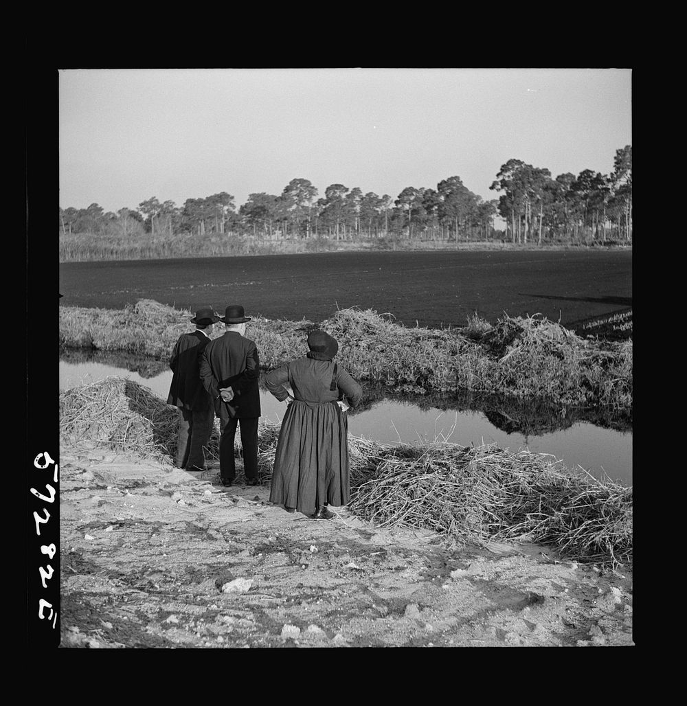 Amish farmers from Pennsylvania observing farming methods near Sarasota, Florida. Sourced from the Library of Congress.