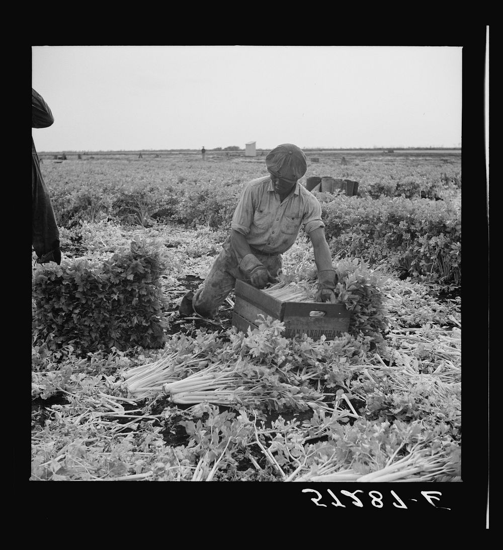 Migratory laborer cutting celery. Belle Glade, Florida. Sourced from the Library of Congress.