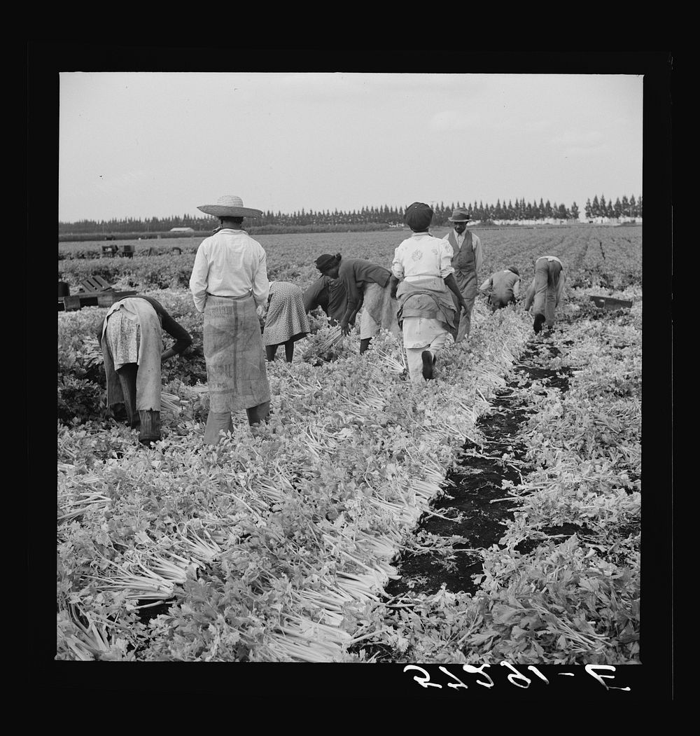 [Untitled photo, possibly related to: Migratory laborer cutting celery. Belle Glade, Florida]. Sourced from the Library of…