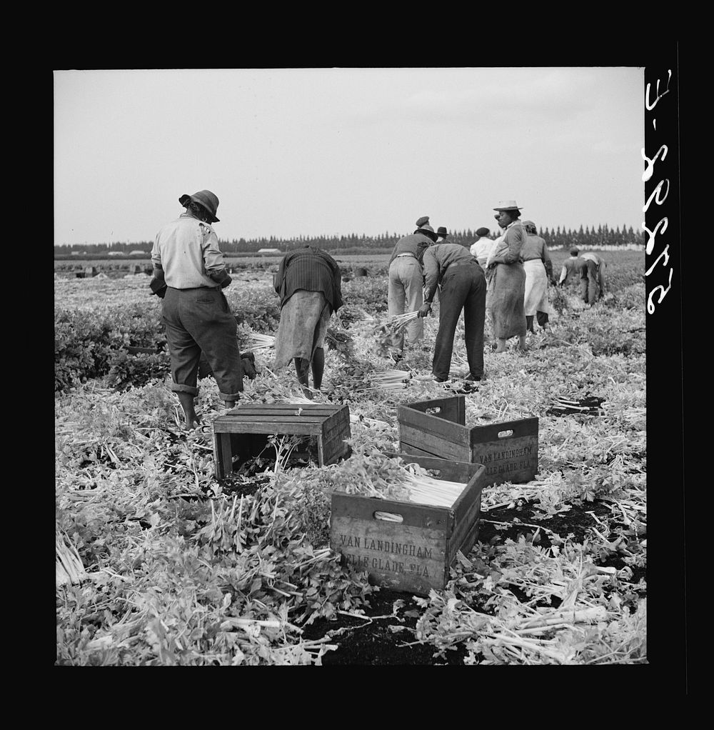 [Untitled photo, possibly related to: Migratory laborer cutting celery. Belle Glade, Florida]. Sourced from the Library of…